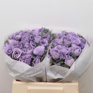 Anemone Powder Milka