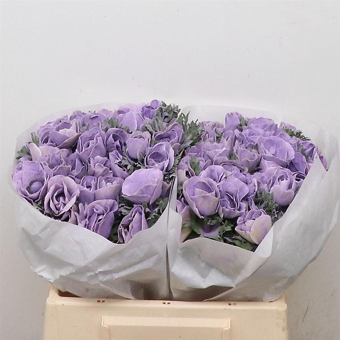 Anemone Powder Milka