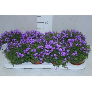 Campanula Port Blue