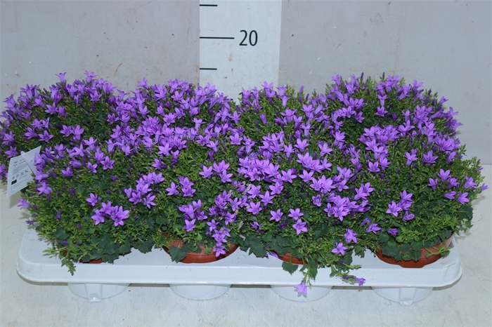 <h4>Campanula Port Blue</h4>