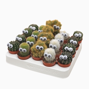 Cactus