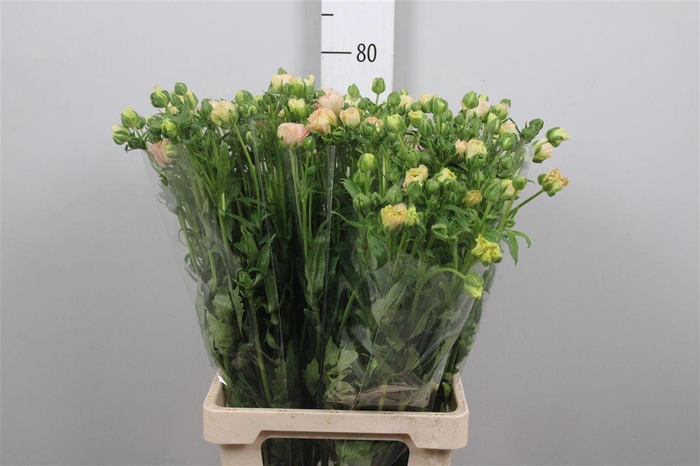 <h4>Ran Co Mag Mascarpon</h4>