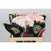 Dianthus St Poirot Bianco