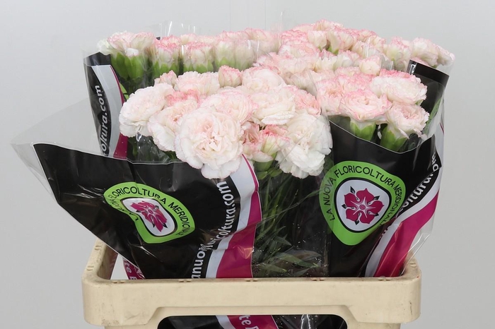 Dianthus St Poirot Bianco