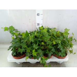 Hedera   ...green leafed