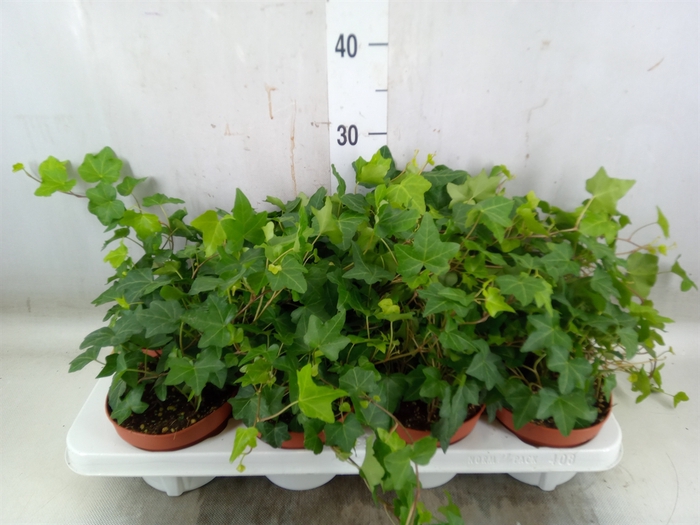 <h4>Hedera   ...green leafed</h4>