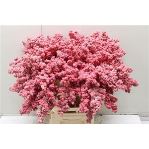 Bes Op Stok Icy Rood