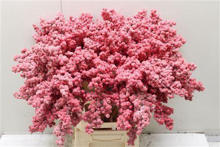 Bes Op Stok Icy Rood