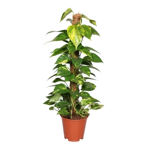Epipremnum pinnatum mosstok 80cm Scindapsus