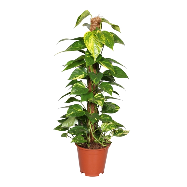 <h4>Epipremnum pinnatum mosstok 80cm Scindapsus</h4>