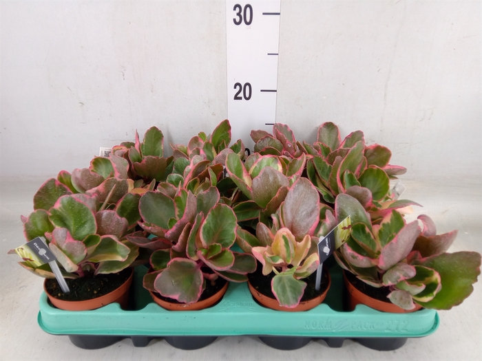 <h4>Kalanchoe NF thyrsiflora</h4>