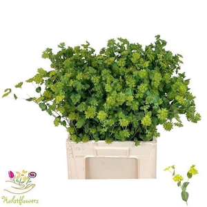 BUPLEURUM ROTUNDIFOL
