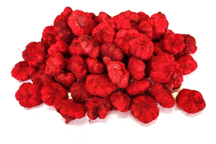 Paras peepal (500gr in poly) Red