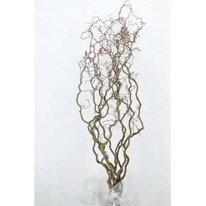Corylus Extra