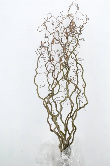 <h4>Corylus Extra</h4>