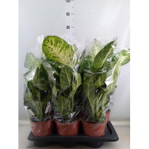 Dieffenbachia  'Mars'