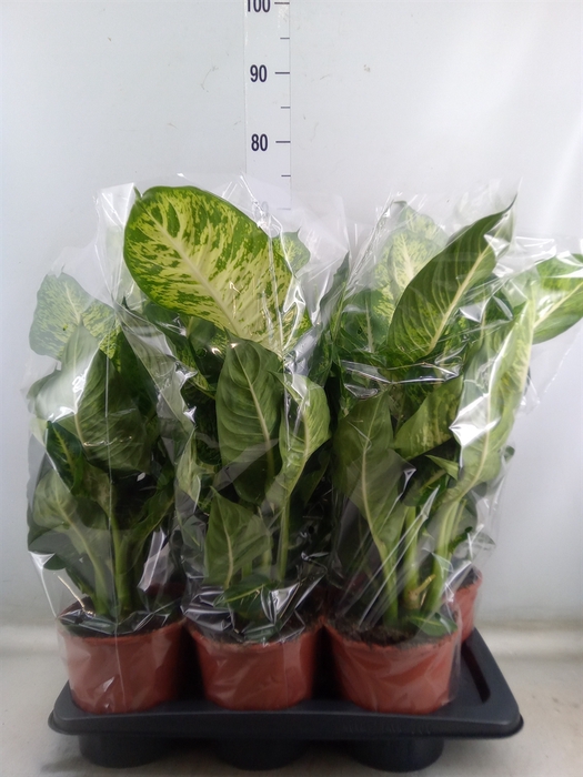 <h4>Dieffenbachia  'Mars'</h4>