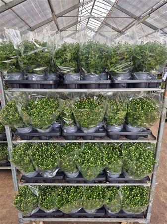 Chrys Garden Mums 3 Klr Mixkar