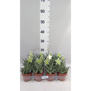 Aloe   ...