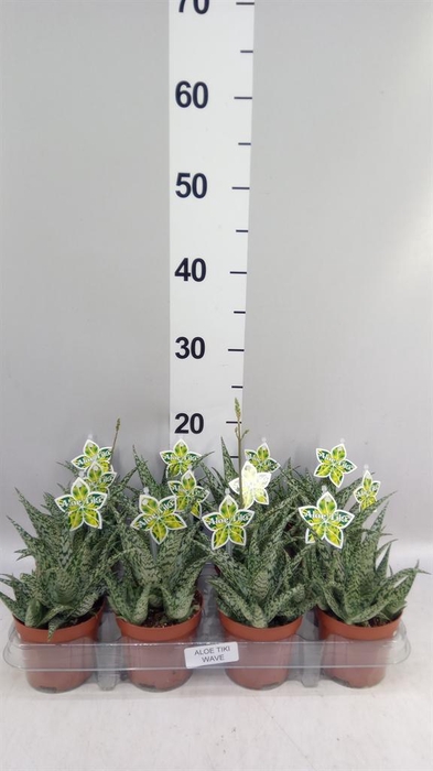 <h4>Aloe   ...</h4>