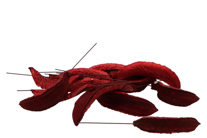 Pick Nature Estrella Red On Wire P/50 Pc