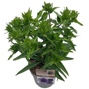 Stokesia laevis 'Mega Mels'® sense