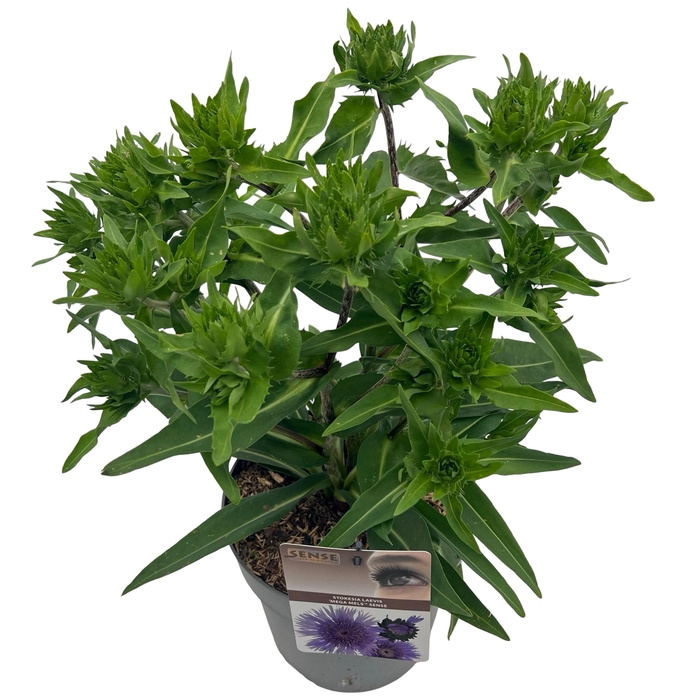 <h4>Stokesia laevis 'Mega Mels'® sense</h4>