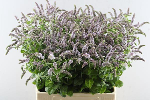 <h4>Mentha Jocka</h4>