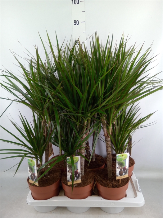 <h4>Dracaena marg.</h4>