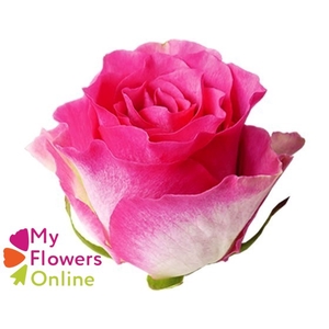 R Gr Malibu Bicolor 50cm EC