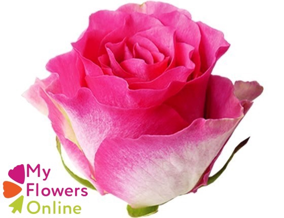 <h4>R Gr Malibu Bicolor 50cm EC</h4>