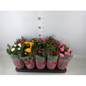 Rosa  'Star Roses'   ...mix 4