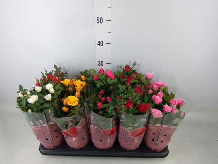 <h4>Rosa  'Star Roses'   ...mix 4</h4>