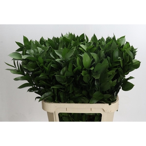 RUSCUS HYPOPHYLLUM