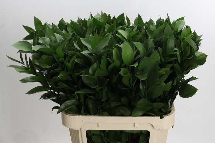 <h4>RUSCUS HYPOPHYLLUM</h4>