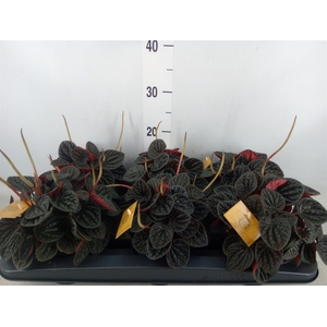 Peperomia