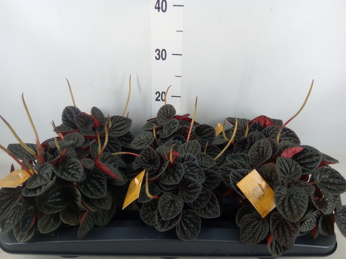<h4>Peperomia</h4>