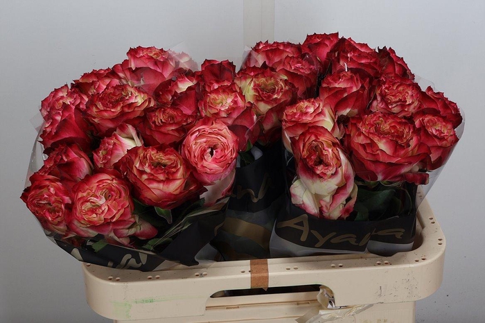 <h4>R Gr Apple Jack</h4>