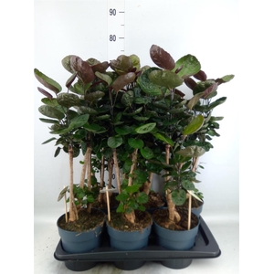 Polyscias scutellaria 'Fabian'
