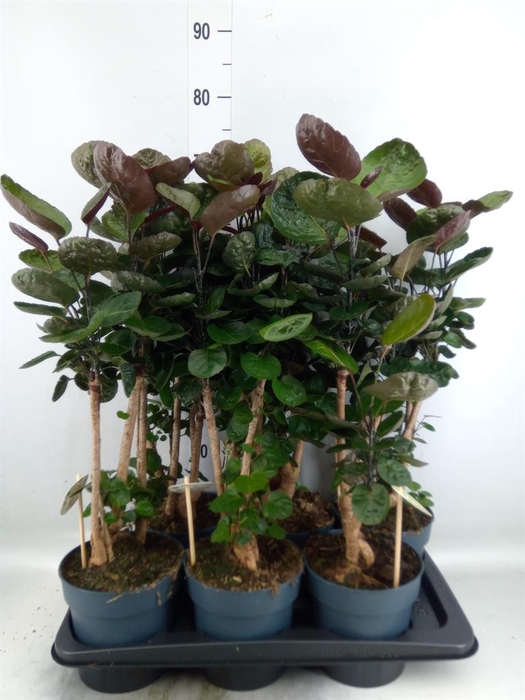 <h4>Polyscias scutellaria 'Fabian'</h4>