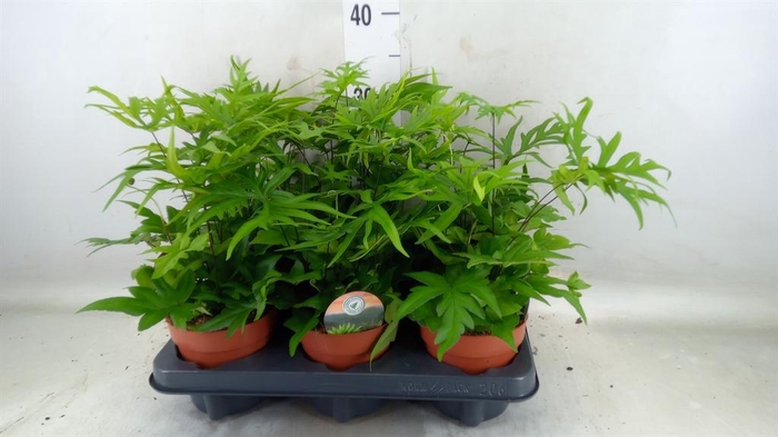 <h4>Doryopteris pedata</h4>