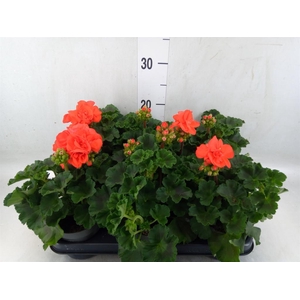 Pelargonium zona.   ...F1