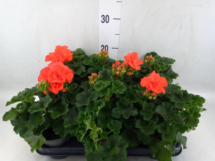 <h4>Pelargonium zona.   ...F1</h4>