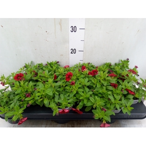 Calibrachoa  'Mill Bells Red'