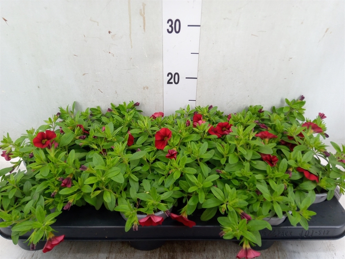 <h4>Calibrachoa  'Mill Bells Red'</h4>
