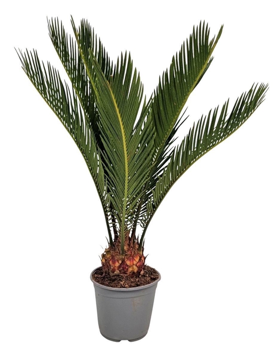 <h4>CYCAS REVOLUTA</h4>