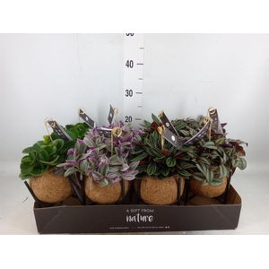 Planten Groen   ...mix  3