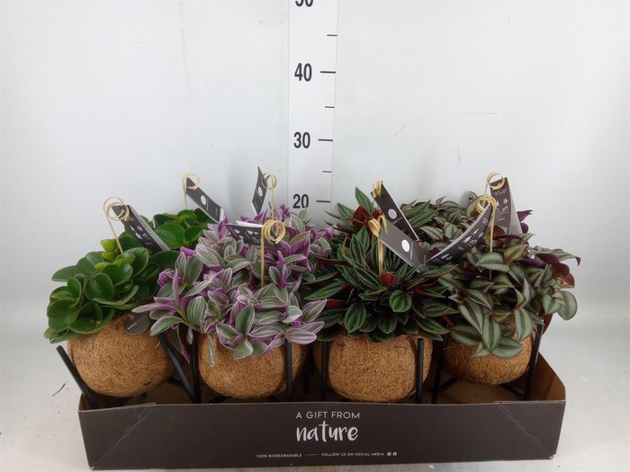 <h4>Planten Groen   ...mix  3</h4>