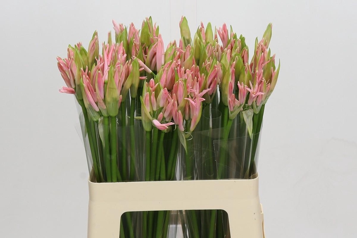 <h4>Nerine Vesta K</h4>