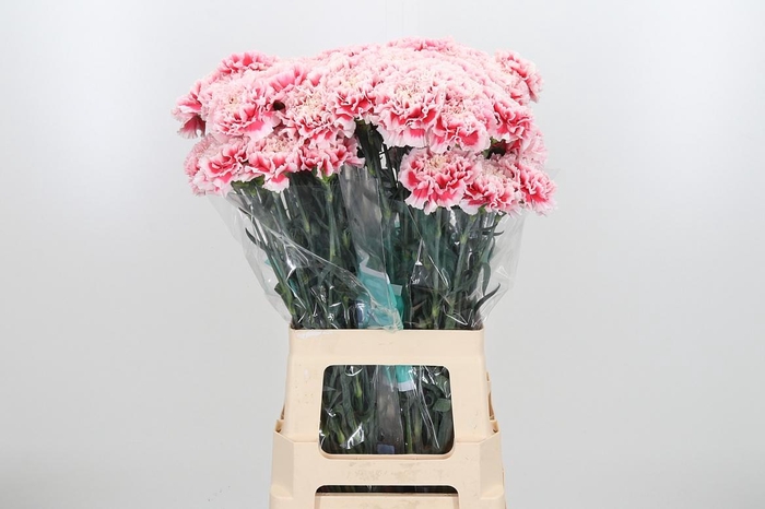 <h4>Di St Joker</h4>